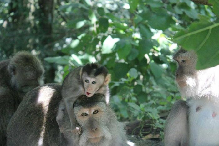 Monkey Forest, Ubud