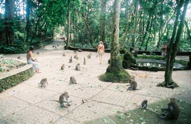 Monkey Forest, Ubud