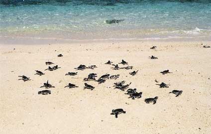 Turtle island